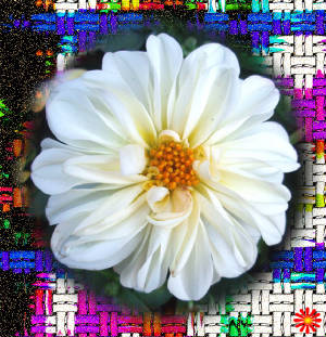 flowers-5.jpg